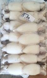 Frozen Squid