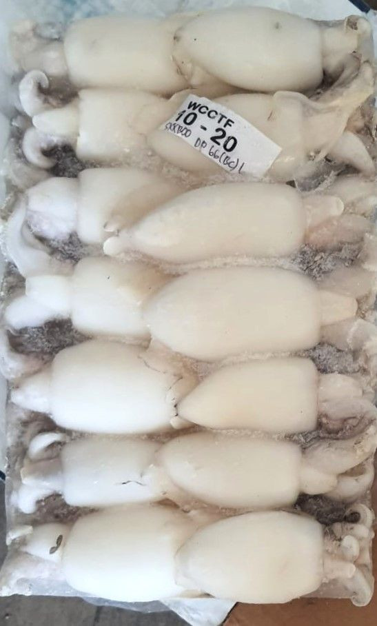 Buy Frozen Squid from CV. Hokky Makmur, Indonesia | Tradewheel.com