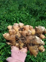 Fresh Ginger From Indonesia