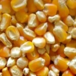Dried yellow corn for feeding animals suitable for cattle and horses
