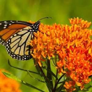 Butterfly Milkweed for sale at good price