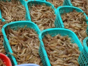 Frozen Vannamei Shrimp: