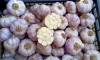 Dry garlic