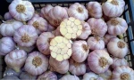 Dry garlic