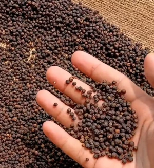 Black Pepper