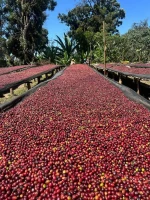 High Quality Robusta Coffee Export Supplier