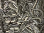 Fresh eels High Quality