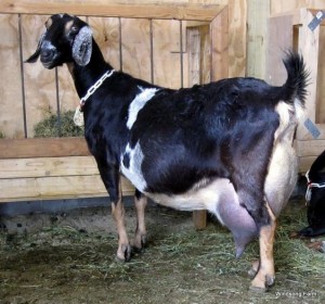 Dairy Goats with high production milk per day