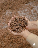 Premium Indonesian Green Coffee Beans | Arabica & Robusta | Single Origin | Export Quality