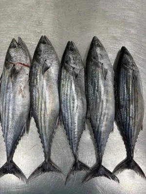 Premium Peruvian Pacific Bonito Tuna