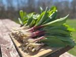 Top grade Ramps Onions for food use