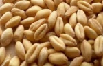 Soft and Hard Wheat Grains / Premium Quality Soft Milling Wheat