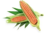 Premium Quality Yellow Corn/Maize Food Grade