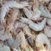 Whole Frozen Fresh Shrimp OEM Box Style Packaging Black Tiger Prawn IQF Fried Shrimp Seafood