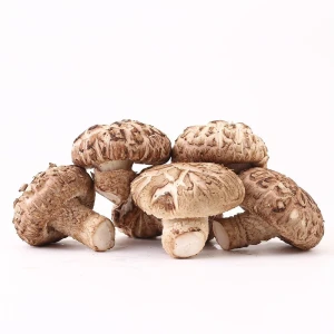 Shiitake Mushrooms From China For wholesale