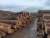Import SAW LOGS PULPWOOD from Tunisia