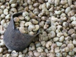 Raw Cashew nuts