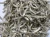 Import Dried Sprat Anchovy / 100% Sun Dried Sprat / Boiled Anchovy Sprats from South Africa