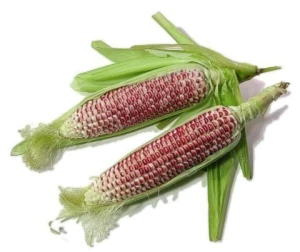 Non-GMO Red Maize – Bulk Supply for Feed Mills & Food Industry