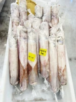 Squid Loligo