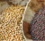 Import Wholesale Dried Mustard Seeds from Germany