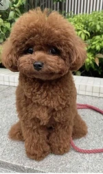 Miniature Poodle