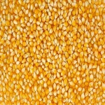 Sweet Yellow and White Corn/Maize