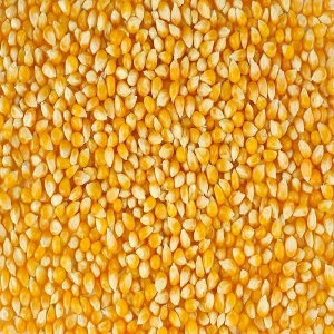 Sweet Yellow and White Corn/Maize