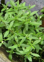 Eclipta prostrata