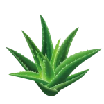 100% all natural non chemicals non fluoride organic whitening bentonite clay xylitol aloe vera toothpaste