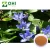 Import 100% Natural Herbal Extract hot Selling Pure Natural Gentiana Lutea Root Extract from China