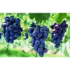 2020 new fresh sweet red seedless Crimson grape High quality from china