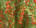 250/280/350/380/500/750 Goji Fruit