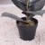 Import artificial potted landscape ficus/rubber plants/trees/bonsai from China