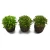 Import Artificial Small Green Plant Bonsai Trees with Wooden Pot from China