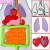 Import Baby Learning Intelligence Child Education Toy Human Visceral Toddler Early Childhood Education Human Anatomy Organ Apron from China