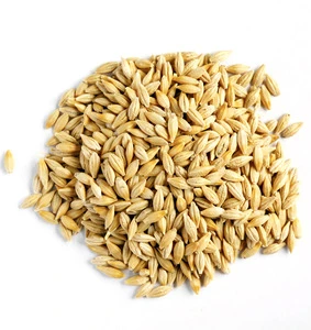 Barley (Malting & Feed Barley)