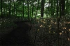 Bruce Munro style led fiber optic light for lake/woods