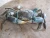 Import Buy cheap LIVE MUD CRAB (male/female) mud crab from South Africa