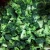 Import Cheap Price New Fresh Vegetables KOSHER IQF Frozen  Broccoli from China