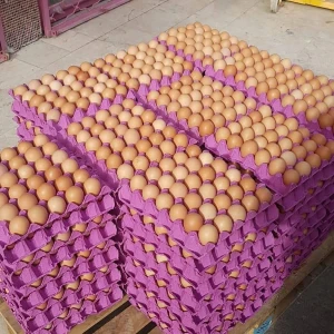 Chicken Table Eggs & Fertilized Hatching Eggs, Cobb 500 and Ross 308 Chicken Available