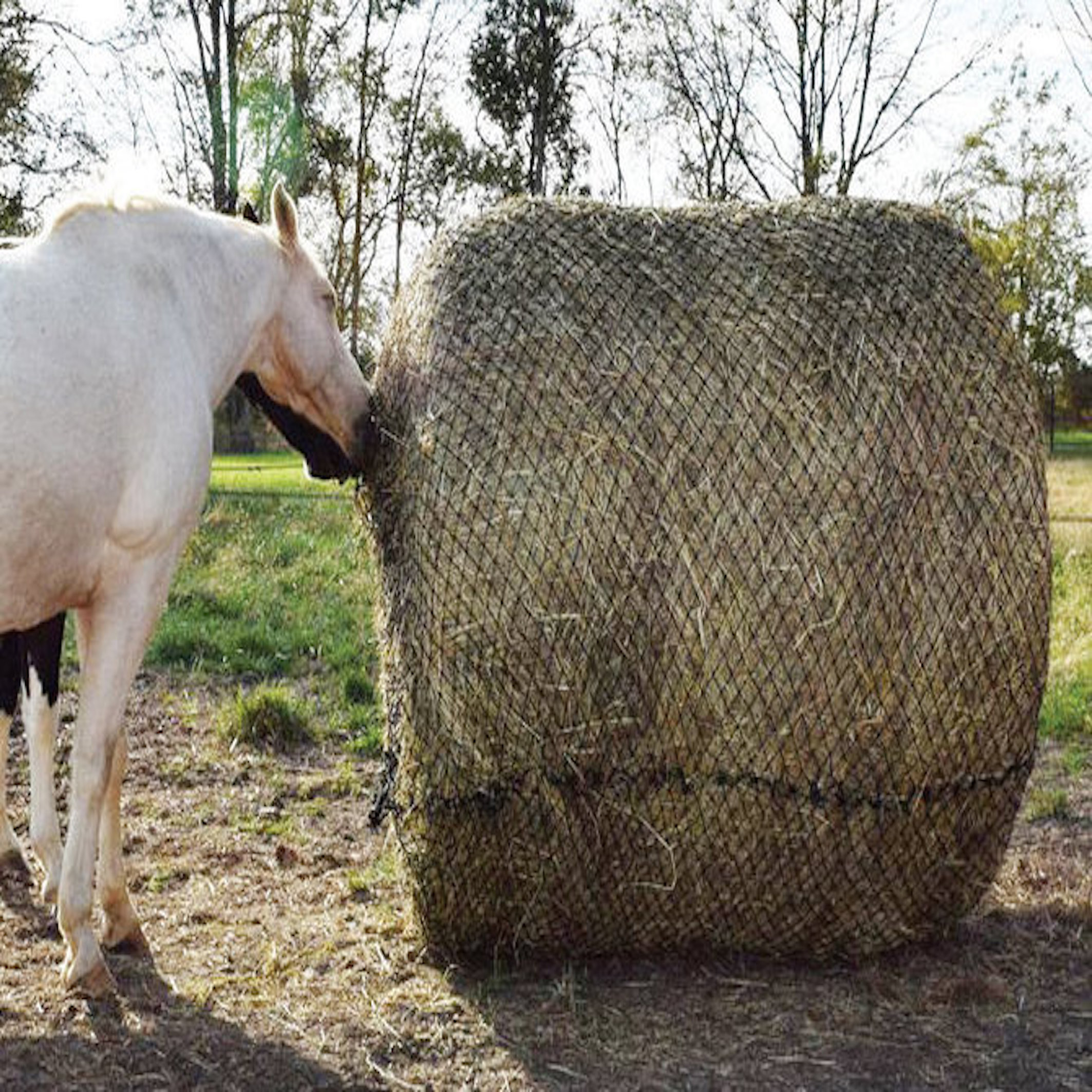 Why The Horse Bags Are Secretly Taking Over Every Farm