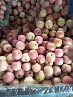 chinese fresh red fuji apple