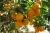 Import citrus orange fresh with good taste special flavor mandarin orange from China