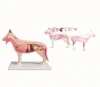 Demonstration model of dog anatomy,Veterinarians use animal medical practice models