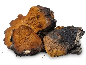 Dried Chaga mushroom high quality medicinal mushroom ingredient for bio supplements medicine organic, medicinal raw material