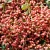 Import Dried prickly ash sichuan Chinese prickly ash pepper spices from China