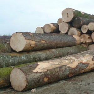 Eucalyptus Wood Logs , Teak Wood Logs