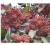 Import Evergreen Shrub Fraser's Photinia Seeds For Planting from China
