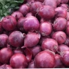 Factory direct sell red onion price fresh red onion price 1 ton